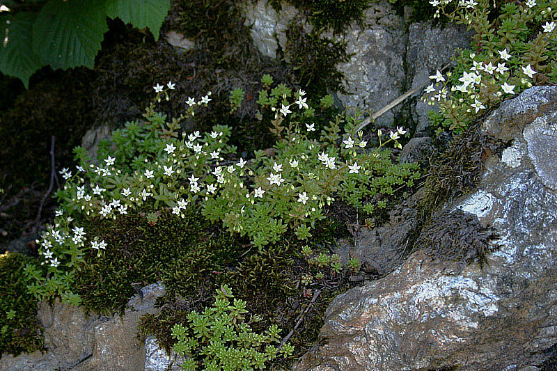 Sedum monregalense / Borracina di Mondov